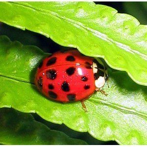 Live Ladybugs Hirt Gardens Approximately 1500 Real Beetles Bug Aphid