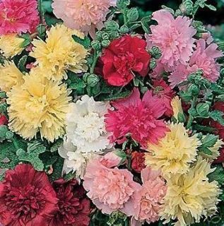 Summer Carnival Mix Hollyhock Giant Double Flowers