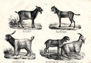 1840 SCHINZ Honegger Lithogr Pygmy Goat Cashmere Goat