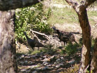 TURKEY HUNT IN TEXAS HILL COUNTRY