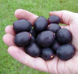 Hirts Southern Home Muscadine Grape Plant Self Fertile Variety