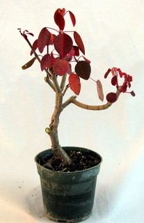 Caribbean Copper Tree Euphorbia House Plant or Bonsai