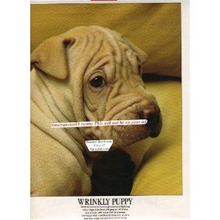 1979 Shar Pei puppy, In 1979 this is one of only 160 in