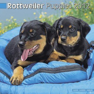 Rottweiler Puppies 2012 Wall Calendar 12 X 12 Office