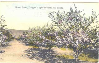 OREGON Hood River Apple Orchard, hand colored 1907 OR postcard