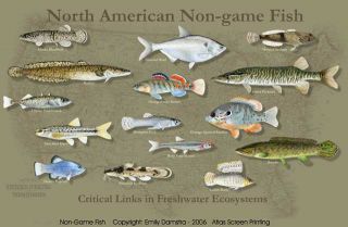 Non Game Fish of N America T Shirt New Small REDUCED