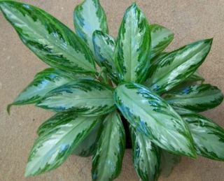 Cans Pokon Leafshine Indoor House Plants Foliage Tools 8 FL Ounces