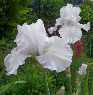 Live Plant Platinum Tall Bearded Iris Reblooming Silvery White