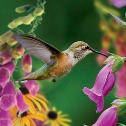  Games Audubon Birds & Flowers 500 Piece pc Jigsaw Puzzle Hummingbird