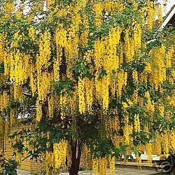 Hummingbird Tree Plant Gold Wisteria 10 Seeds Bonsai