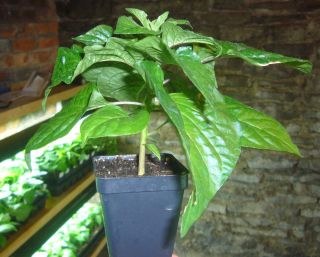 Pot Trinidad Scorpion Hot Live Pepper Plant