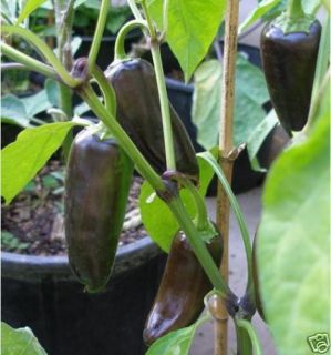 Black Hungarian Pepper 25 Seeds Good Yields Mild Hot