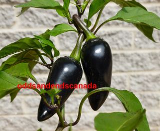 Black Hungarian Chili Pepper ★ Black Jalapeno ★ 30 Organic Seeds