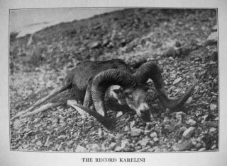 1926 Theodore Roosevelt Sheep Hunting Himalayas Russian Pamir Mtns