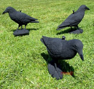 Carry Lite Crow Raven Decoys Hunting Halloween 3 Owl New