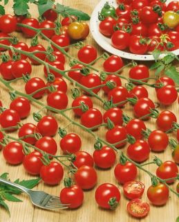 Vegetable Seeds Tomato Supersweet Hybrid Tomatoes Seed