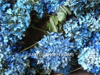 Dried Blue Hydrangeas