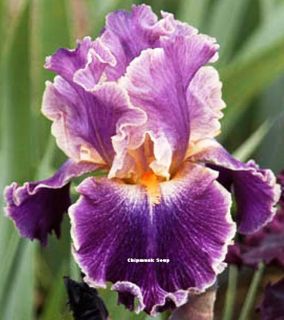 Tall Bearded Iris Entangled TB Bulb Plant Luminescent