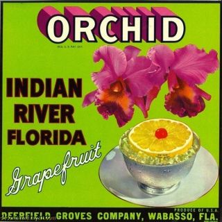 1940s Orchid Grapefruit Crate Label Indian River Wabasso Florida Very