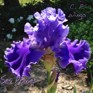 Sea Power Fragrant Iris 1999 Blue Award Winner Limited Supply