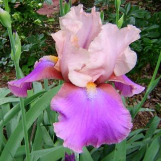 Bitone Cream Tall Bearded Iris Sentimental Rose Plant