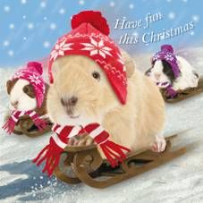 Guinea Pig Snow Antics Boxed Christmas Cards   10 Cards Per Pack of 2
