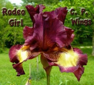 Rodeo Girl Tall Bearded Iris Red Violet