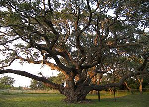  the Big Tree, found in Goose Island State Park in Rockport, Texas