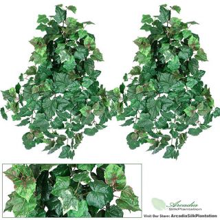  Ivy/Grape Ivy/ Variegated Ivy Mixed Hanging Bushes (Green/Rust