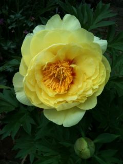 DOUBLE Yellow ITOH Intersectional Peony Bartzella tuber plant