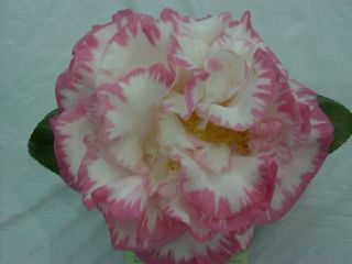 Camellia Japonica Margaret Davis