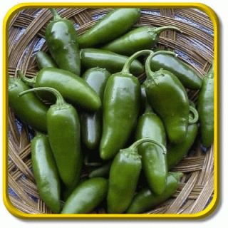 lb Bulk Jalapeno M Hot Pepper Seeds