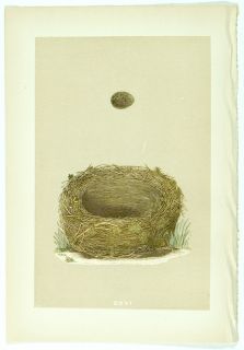 1875 Antique Morris Bird Nest Print 116 Sedge Warbler
