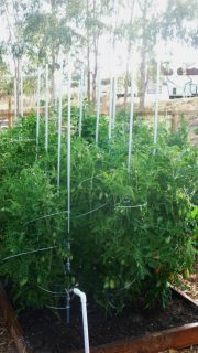 Tomato Cages The DIY Garden Hoop