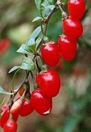  BERRIES PODS w 800 SEEDS Wolf berry plant fruit Lycium Barbarum berry