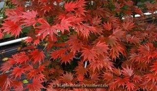 Year Sensu Japanese Maple Tree RARE