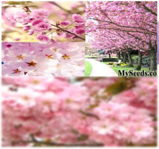 Sakura Japanese Flowering Cherry Blossom Tree Seeds