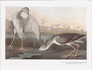John James Audubon Folio Size Bird Print Greater Yellowlegs  