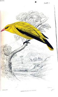 125 Old Books Ornithology Color Antique Plates Birds Identification Hummingbirds  