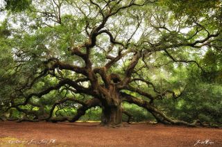 Angel Oak Tree Plantation South Carolina St Johns Island Ancient  