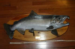 King Salmon, Skin Mount   Awesome   Massive   Taxidermy   fish