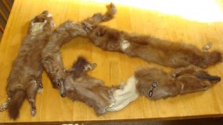 Kresge Newark String of Mink Pelts for Repair