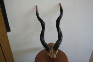 African Kudo Resin Horns Wall Mount