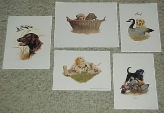 Vintage Labrador Hunting Sport Dog Prints Lot Decoy Duck Lab Art Litho