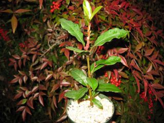 YEAR BAY LEAF TREE Lauris nobilis FRESHER IS BETTER CULINARY HERB