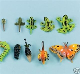10 pc Frog & Butterfly Life Cycle SET Montessori Homeschool Science