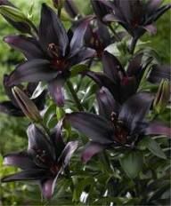Lily Bulb Asiatic Landini Gothic Garden Must Have