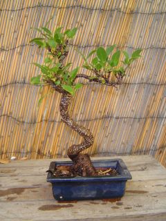 Ficus Bonsai Tree in 6x3 Pot Great Housewarming Gift