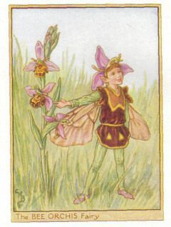 Bee Orchid Fairy Original 1930 s Print Barker