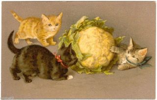Postcard French 3 Cats with Cauliflower Helena Maguire